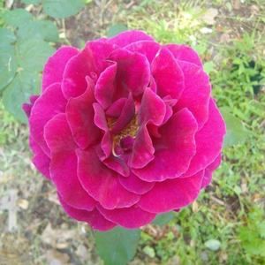 Meet your Posher, Rosemarie